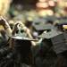 Eastern Michigan graduates flip their tassels following commencement ceremonies at the Convocation Center in Ypsilanti, on Sunday, April 29, 2012. For annarbor.com By: Joe Sharp